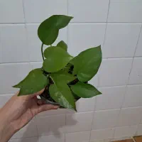 گل و گیاه طبیعی