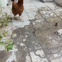 مرغ