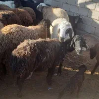 میش و بره و یک عدد بز