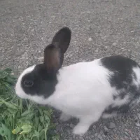 خرگوش
