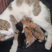 گربه با3تابچه تازه به دنیااومده.