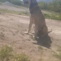 سگ سرابی