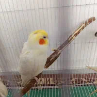 عروس هلندی ماده