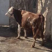 گاوسیمینتال