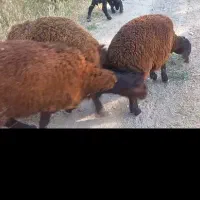 بره نر