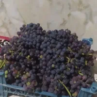 انگور درجه یک