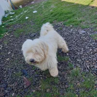 واگذاری سگ پشمالو نر رایگان