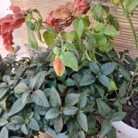 گل های زیبای چمنی