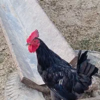 چهارتاخروس سیاه ۸۰۰