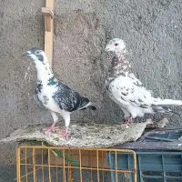 کبوتر سرورباکله