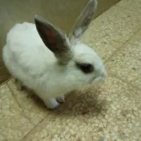 خرگوش