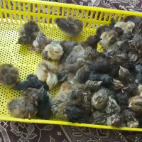 جوجه محلی فروشی