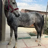 مادیان ترکمن خالص