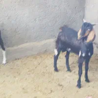 بز زایده دوقلوه