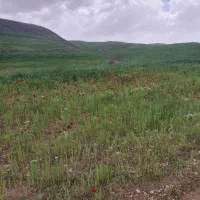 زمین ۲۰۰ متری روستای دنگیزک