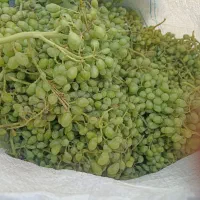 قوره مال سرقل با آب کانی