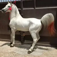 اسب