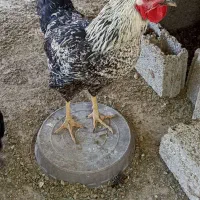 خروس جوان درجه یک