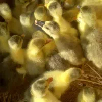 فروش جوجه غاز
