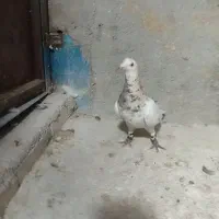 سار هفرنگ لکه دار پرشی