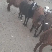 می ش