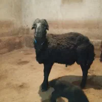 قوچ قره قزل