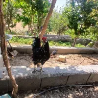 خروس گلین