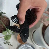 لجن خوار خاص