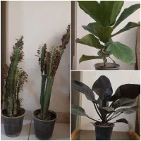 گل های طبیعی