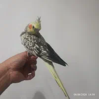 عروس هلندی دستی و تو دل برو