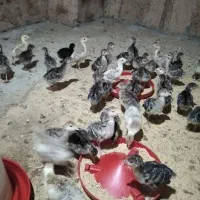 جوجه بوقلمون