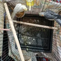 عروس هلندی