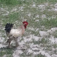 خروس دیلگونی درجه یک و اصیل