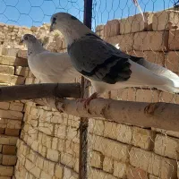 کفتر