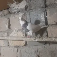 یه جفت طوقی نروماده با یع جفت سبز نر