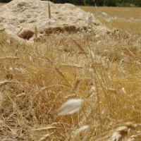 کاه دیم درجه یک سفید ۱۰۰باک