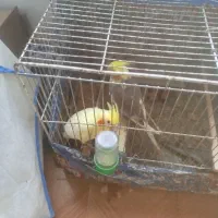 دانه ۱۵۰۰
