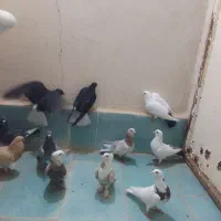 12عدد کبوتر نر پرشئ