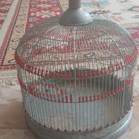 قفس