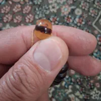 بدلیجات و بدل