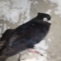 1جفت کبوتر صرو 2500
