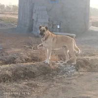 فروشی|سگ|بناب, |دیوار