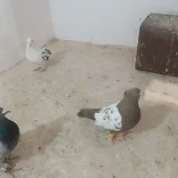 پرنده
