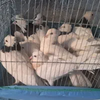 کبوترطوقی ۱۱تاروهم۲۹۰۰م