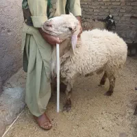 قوچ