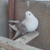 کبوتر پرشی
