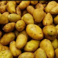 سیب زمینی برای نذری و مصرف خوانه