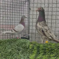 سار و لایه پرشی