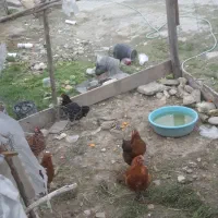 فروش خروس محلی