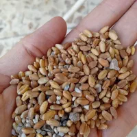 دانه گندم برای مرغ و پرنده